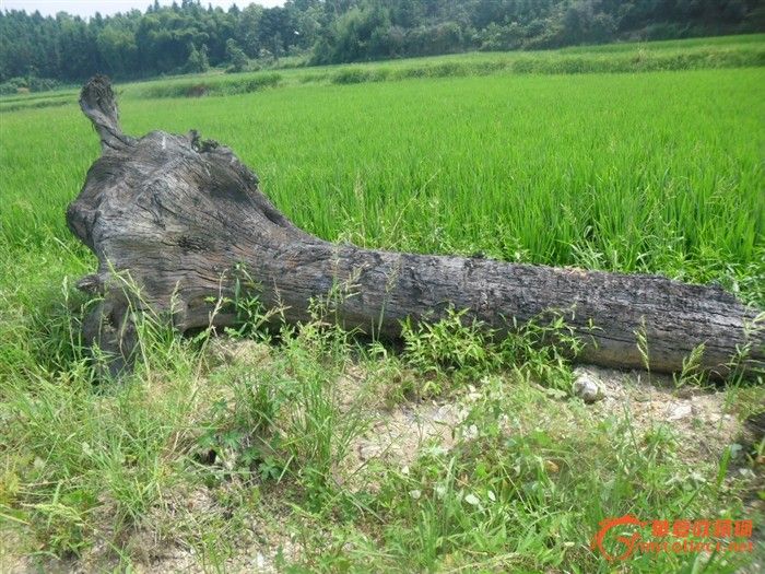 阴沉桢楠木一号_阴沉桢楠木一号价格_阴沉桢楠木一号图片_来自藏友冬瓜收藏_木器_地摊交易_华夏收藏网 cang.com