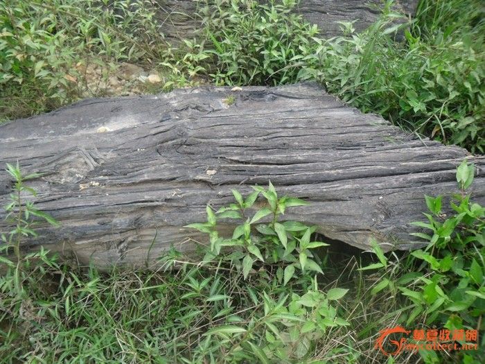 阴沉桢楠木4号_阴沉桢楠木4号价格_阴沉桢楠木4号图片_来自藏友冬瓜收藏_木器_地摊交易_华夏收藏网 cang.com