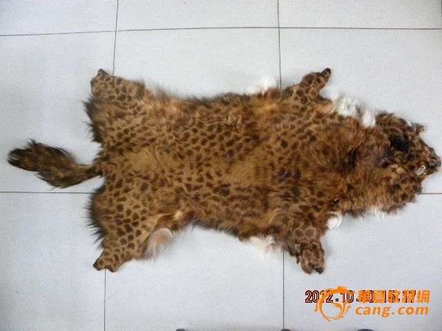皮货市场朋友转行,替他低价转让部分兽皮1_皮