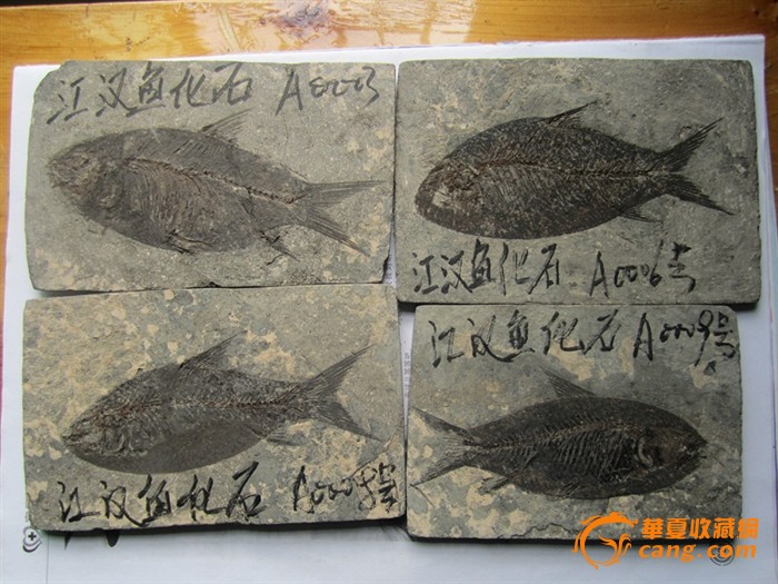 鱼化石4个