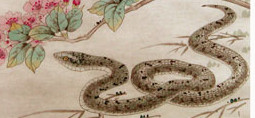 地摊 字画 其它 【送礼佳品】画家张永权 十二生肖工笔画之蛇系列