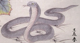 【送礼佳品】画家张永权 十二生肖工笔画之蛇系列