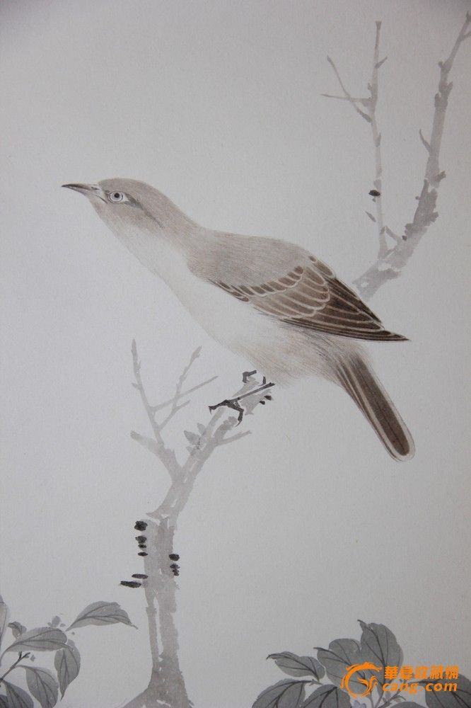 天津美院研究生--李娇--没骨花鸟--条_天津美院