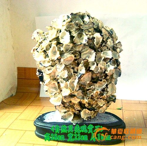 做粘贴画_贝壳创意画_贝壳画粘贴图片_用贝壳 粘贴画 ...
