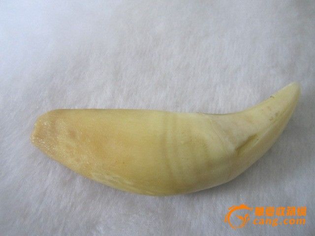 虎牙_虎牙价格_虎牙图片_来自藏友蓝色水晶_