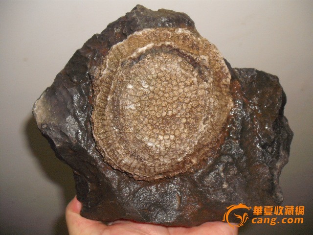 5亿年前广西奥陶纪蜂巢状珊瑚化石_5亿年前广