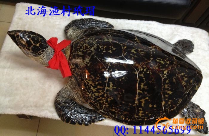 天然吉祥镇宅招财玳瑁标本
