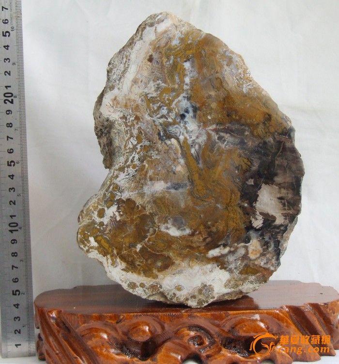 天然木化石抛光 1307059 产地特供价-天然木化