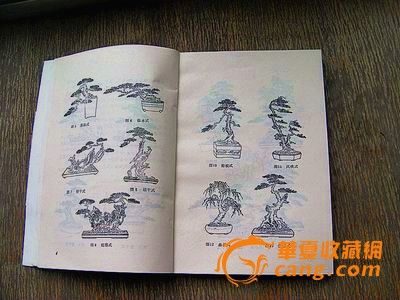 树桩盆景设计与制作_树桩盆景设计与制作价格