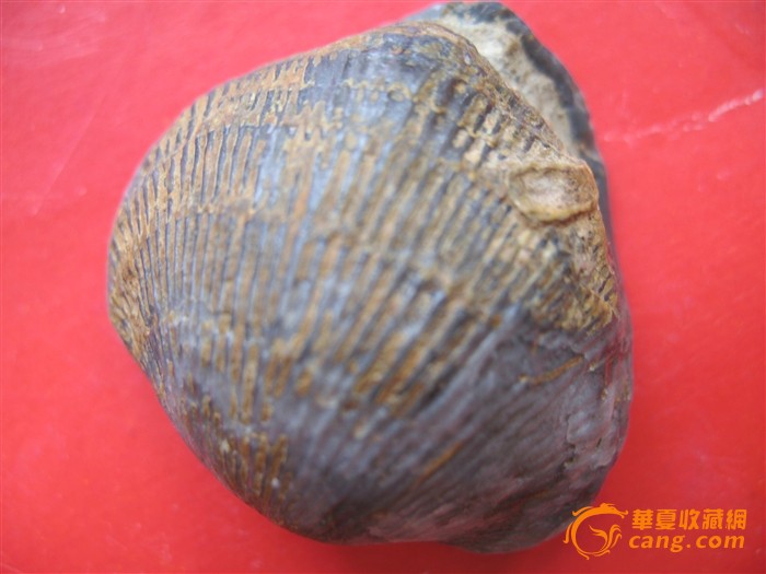 精美贝壳化石_精美贝壳化石价格_精美贝壳化石图片_藏