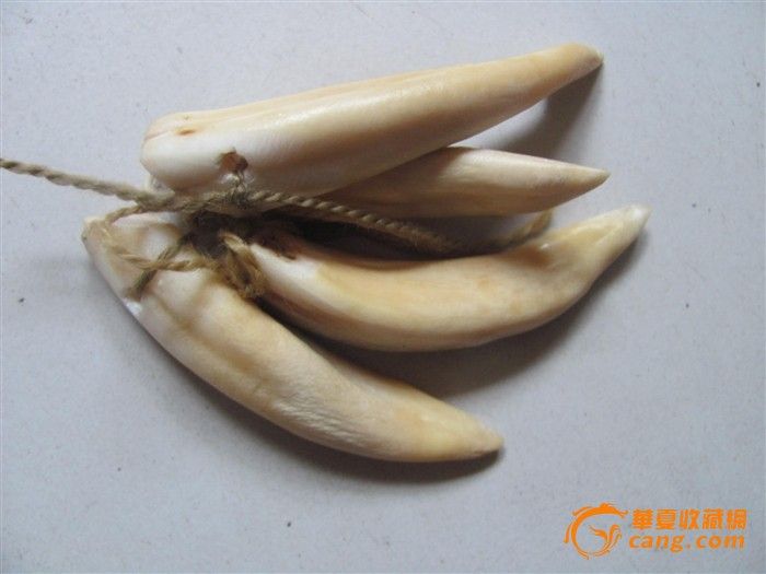 食肉动物的 牙齿_四个食肉动物的 牙齿价格_四