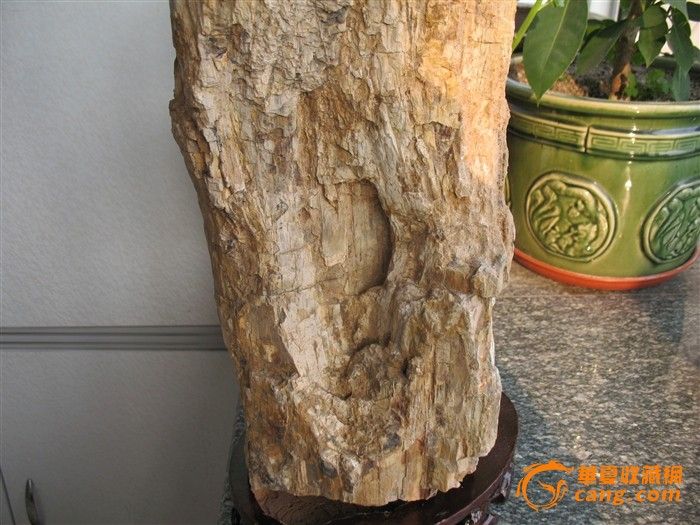 雷击木_雷击木价格_雷击木图片_来自藏友山里
