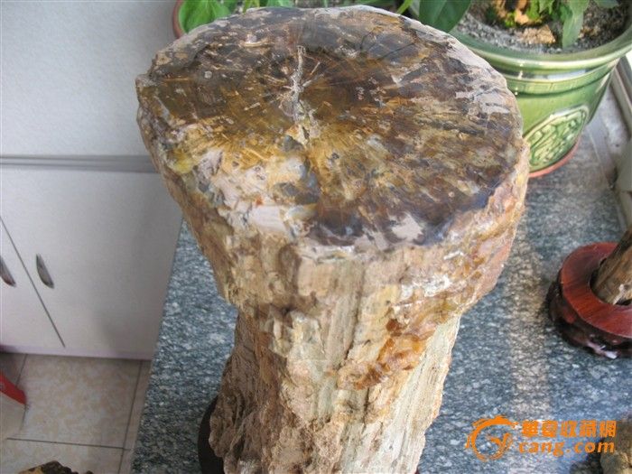 雷击木_雷击木价格_雷击木图片_来自藏友山里