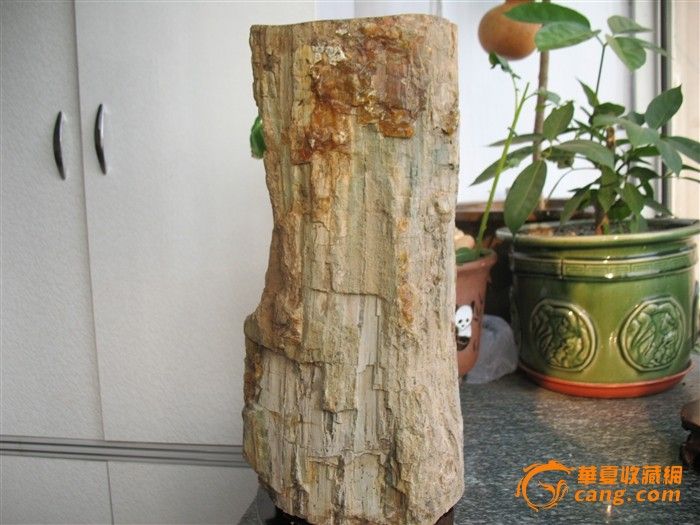 雷击木_雷击木价格_雷击木图片_来自藏友山里