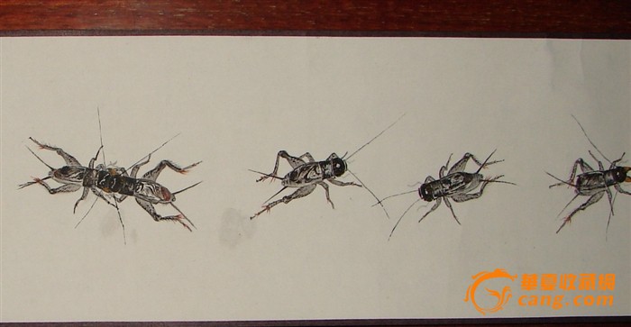 中国当代蟋蟀画名家章世根【蟋蟀精品长卷】