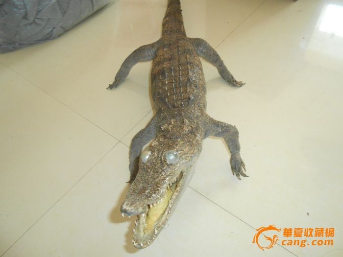 鳄鱼标本_鳄鱼标本价格_鳄鱼标本图片_来自藏