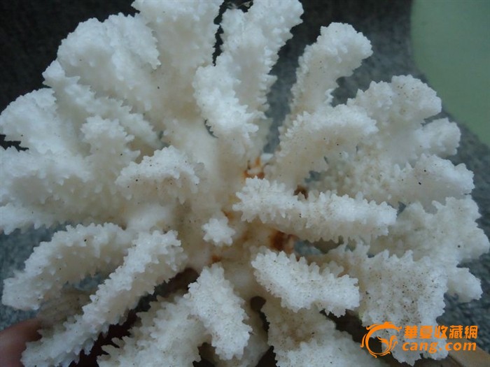 白珊瑚-白珊瑚价格-白珊瑚图片,来自藏友游击队