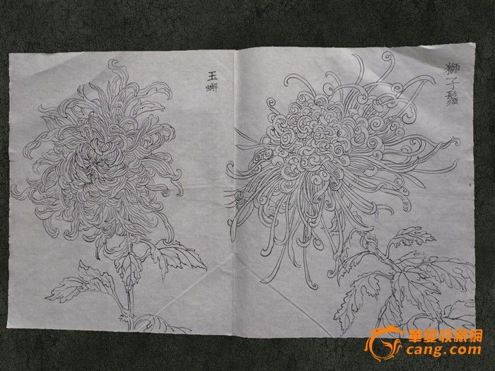 工笔画白描菊花,50幅精品作品 铅笔素描 菊花 白描菊花设高清图片