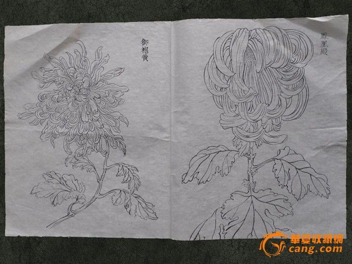 白描菊花作品欣赏 资源图库 齐齐哈尔教研论坛 p 法国素高清图片
