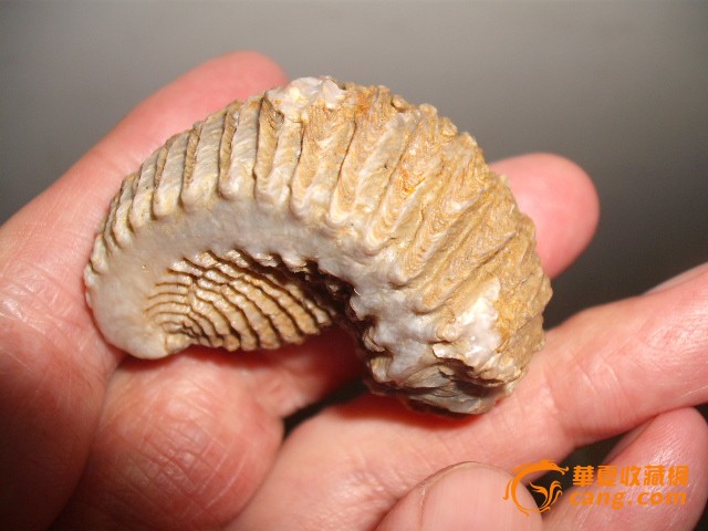 罕见的远古海洋蠕虫类生物化石5公分_罕见的