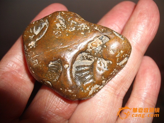 柳江卵石上的菊石化石5公分-柳江卵石上的菊石