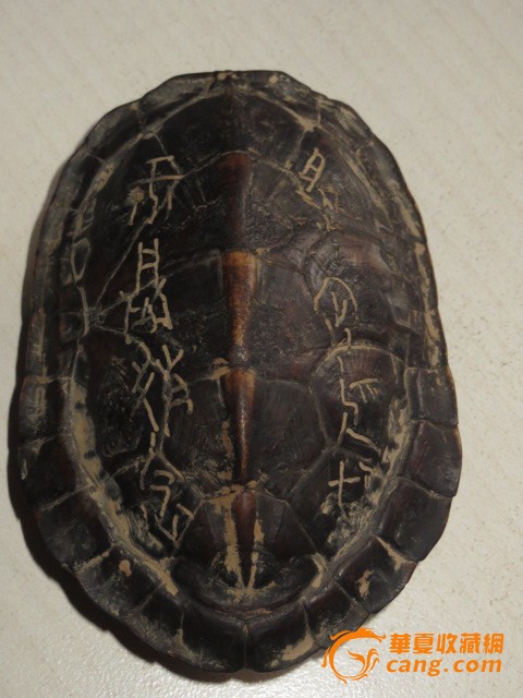 龟壳
