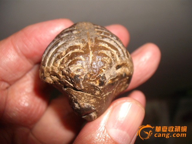 柳江出水不明远古海洋生物化石4点5公分600元