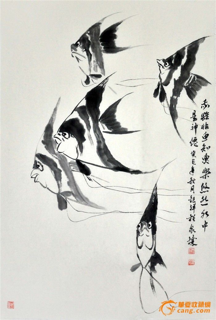 王银祥 神仙鱼_王银祥 神仙鱼价格_王银祥 神仙