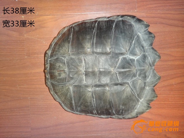 乌龟壳-乌龟壳价格-乌龟壳图片,来自藏友宝鉴斋