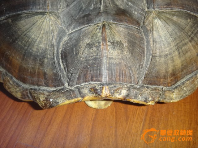 乌龟壳-乌龟壳价格-乌龟壳图片,来自藏友宝鉴斋