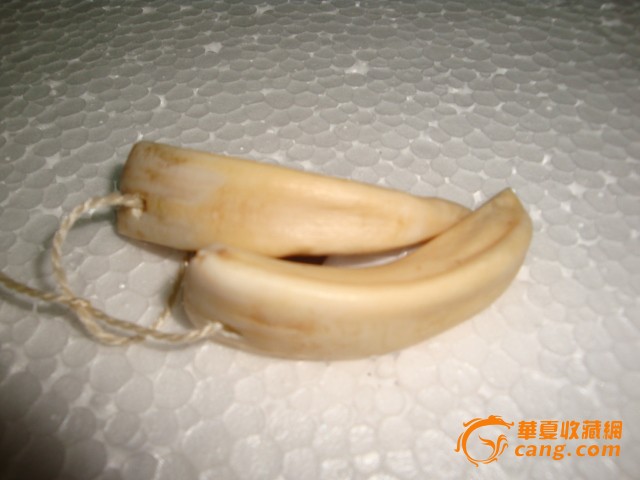 老虎牙