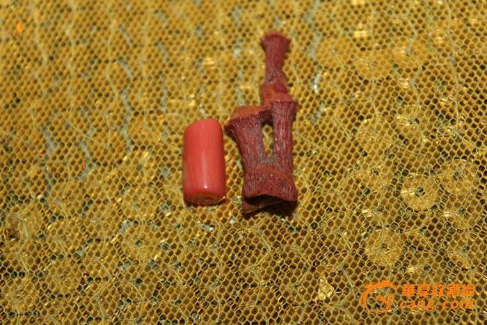 深海草珊瑚和娃娃脸珊瑚,保真_深海草珊瑚和娃