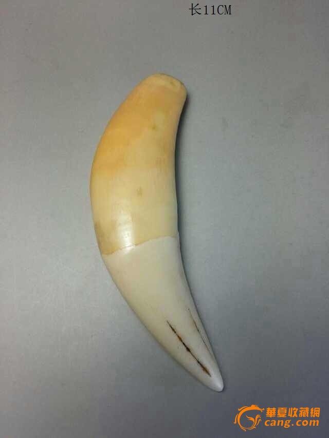 虎牙-虎牙价格-虎牙图片,来自藏友1古玩城1-杂
