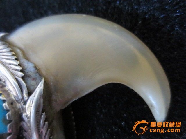 虎爪_虎爪价格_虎爪图片_来自藏友四海皆朋友