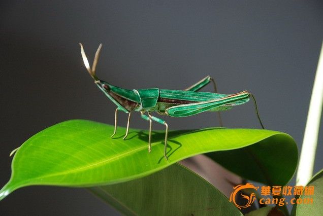 银流金蚂蚱_银流金蚂蚱价格_银流金蚂蚱图片
