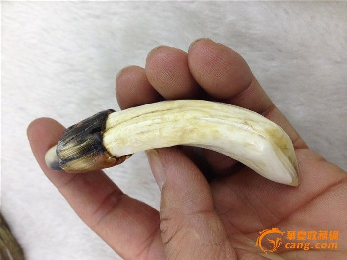 野猪牙_野猪牙价格_野猪牙图片_来自藏友少赚