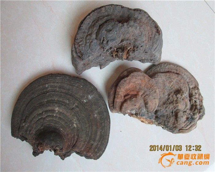 纯野灵芝三个_纯野灵芝三个价格_纯野灵芝三