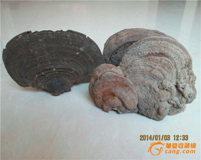 纯野灵芝三个_纯野灵芝三个价格_纯野灵芝三