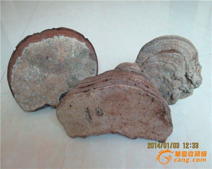 纯野灵芝三个_纯野灵芝三个价格_纯野灵芝三