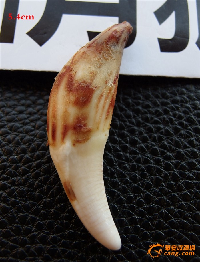 【真狼牙】 【工艺品】 5.4cm