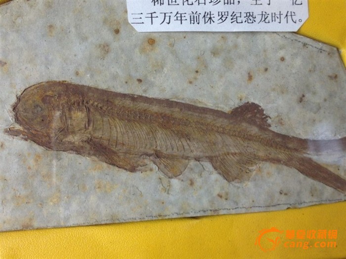 狼鳍鱼化石 2 套