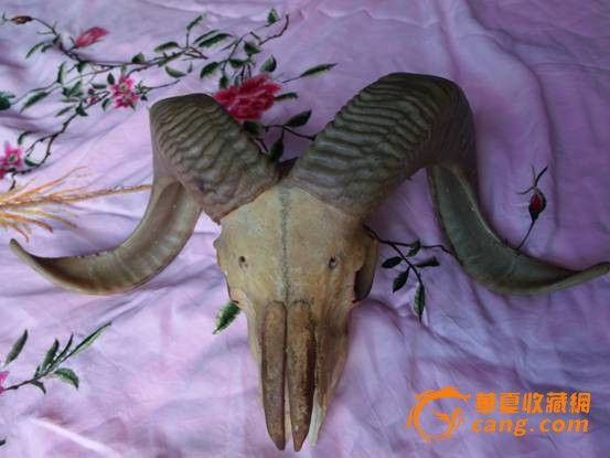 包老盘羊角( 展开长一米)_包老盘羊角( 展开长一米)价格_包老盘羊角( 展开长一米)图片_来自藏友并州布衣_杂项_地摊交易_华夏收藏网 cang.com