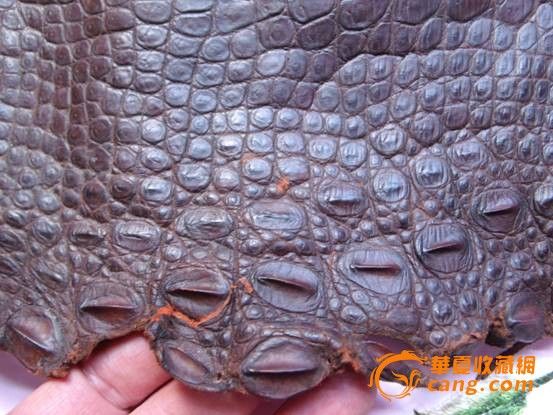 包老野生澳洲湾鳄鳄鱼皮一张_包老野生澳洲湾