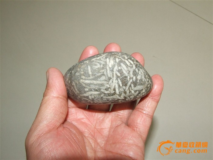 新疆珊瑚虫化石卵石