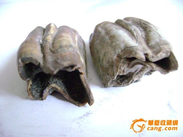 远古猛犸象牙化石_远古猛犸象牙化石价格_远