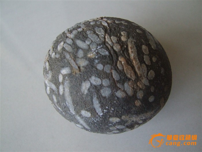 珊瑚虫化石(鹅卵石)