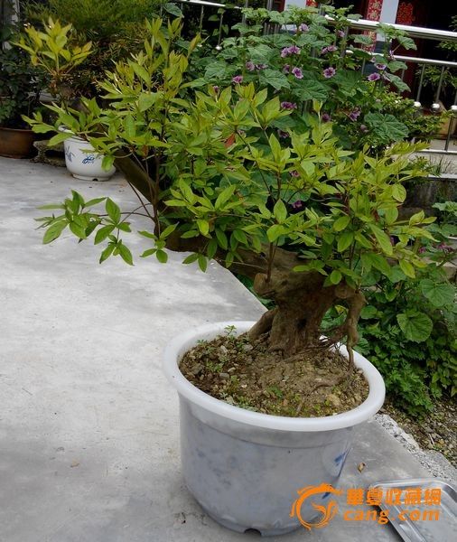 野杜鹃盆景价格_杜鹃树桩盆景下山桩_杜鹃花下山桩 ...