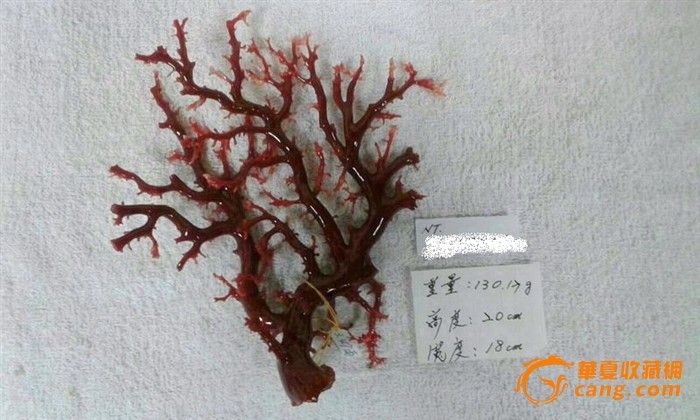 阿卡牛血红珊瑚 树形_阿卡牛血红珊瑚 树形价