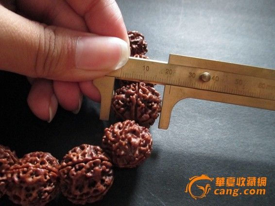 金刚菩提_金刚菩提价格_金刚菩提图片_来自藏