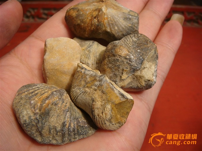 贝壳化石6颗_贝壳化石6颗价格_贝壳化石6颗图片_来自